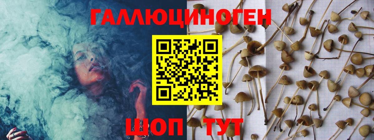 Галлюциногенные грибы Psilocybe Электросталь